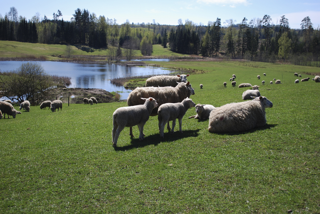 Sheep graze in green meadow, pond and spring forest in the background.