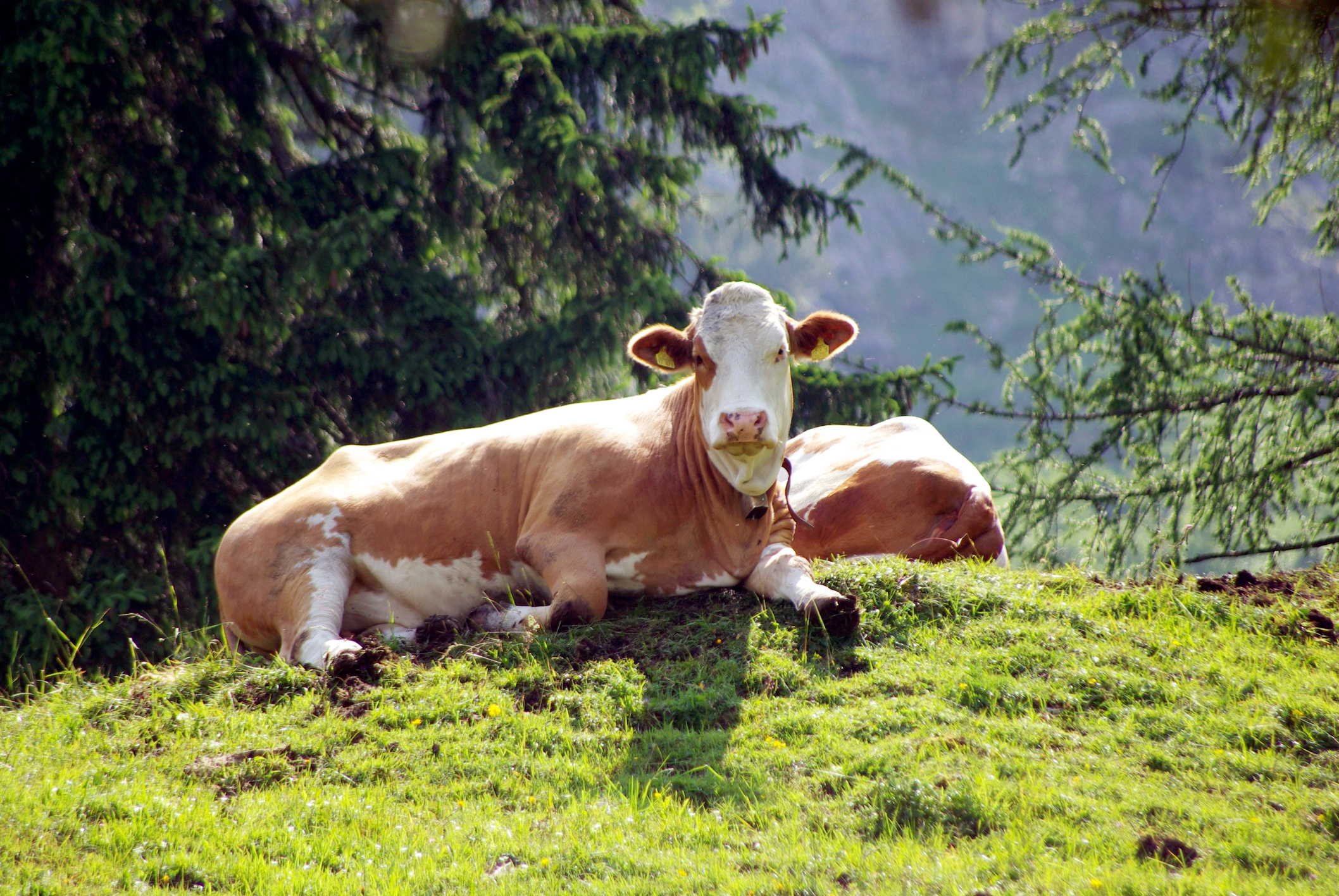 Chilling cows on the mountain